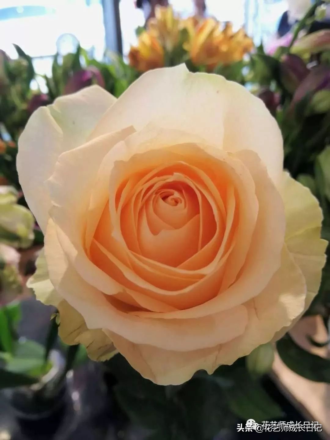 黄颜色的玫瑰是啥品种,浅黄色玫瑰有什么品种