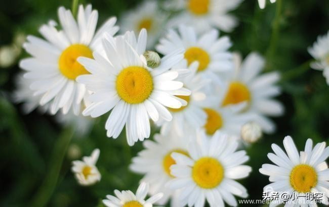 重阳节菊花诗词赏析,重阳节咏菊花的诗句