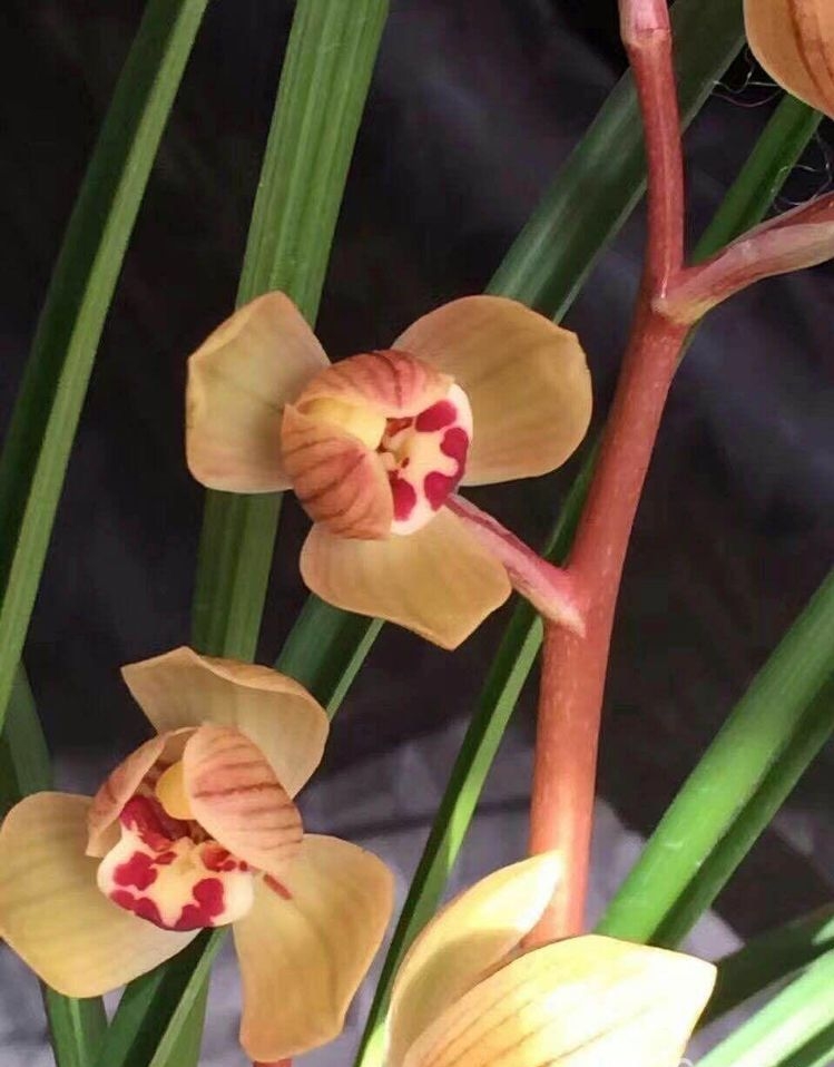 云南保山莲瓣兰姹紫嫣红,云南保山细叶莲瓣兰细节图