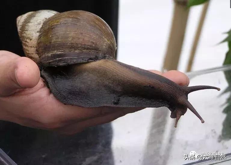 吃植物吃土吃水泥，还有什么是它不能食？非洲大蜗牛入侵世界各地