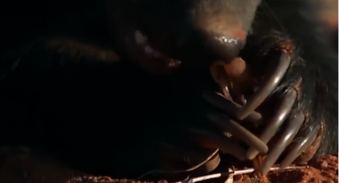 蜜獾吞食毒蛇视频,克星蜜獾专门咬很凶猛的毒蛇