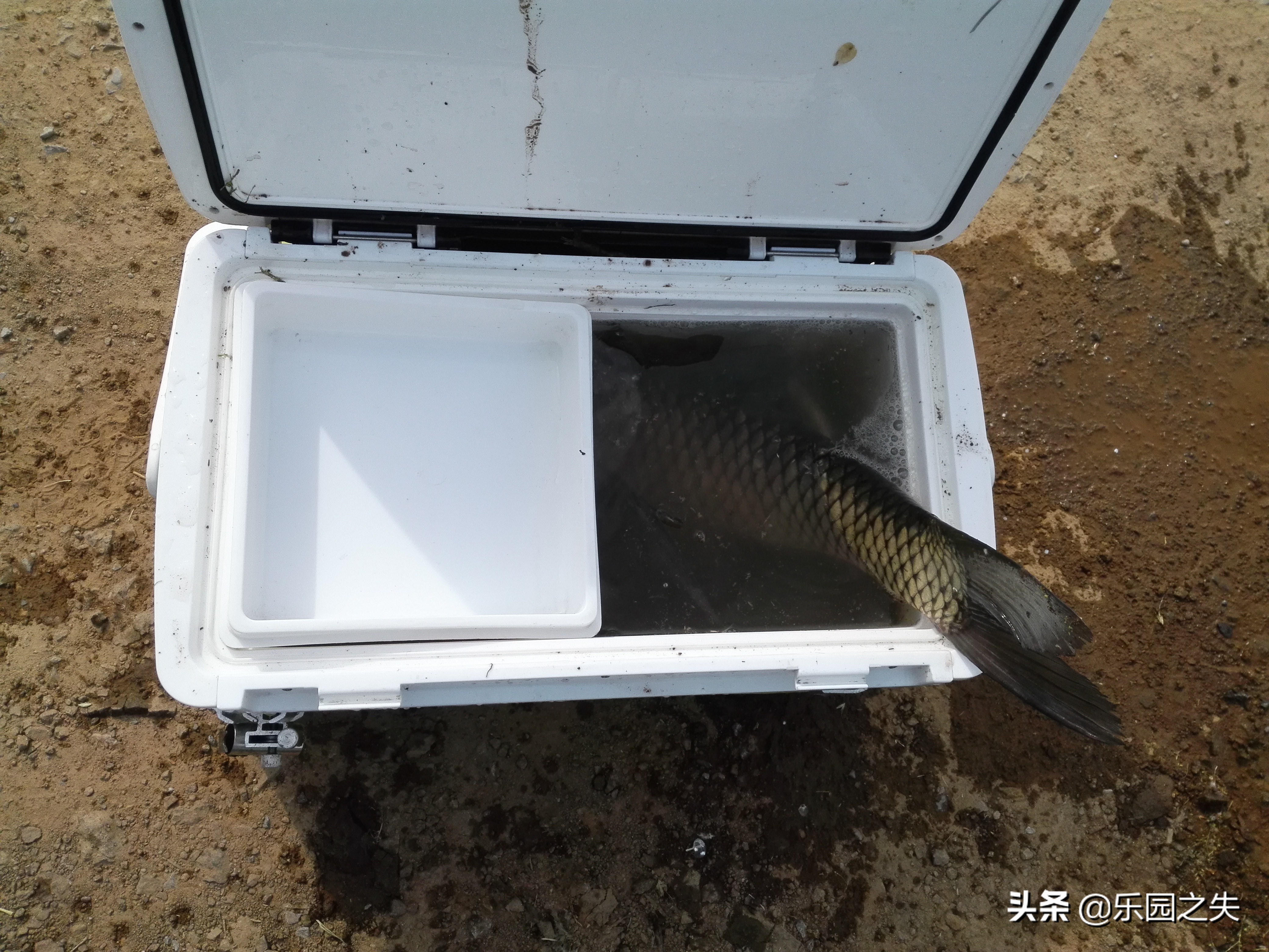 养殖水域钓草鱼,水库钓养殖草鱼用什么饵最好