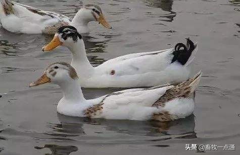 母鸡和母鸭的输精方法的区别,母鸭输精的正确方法