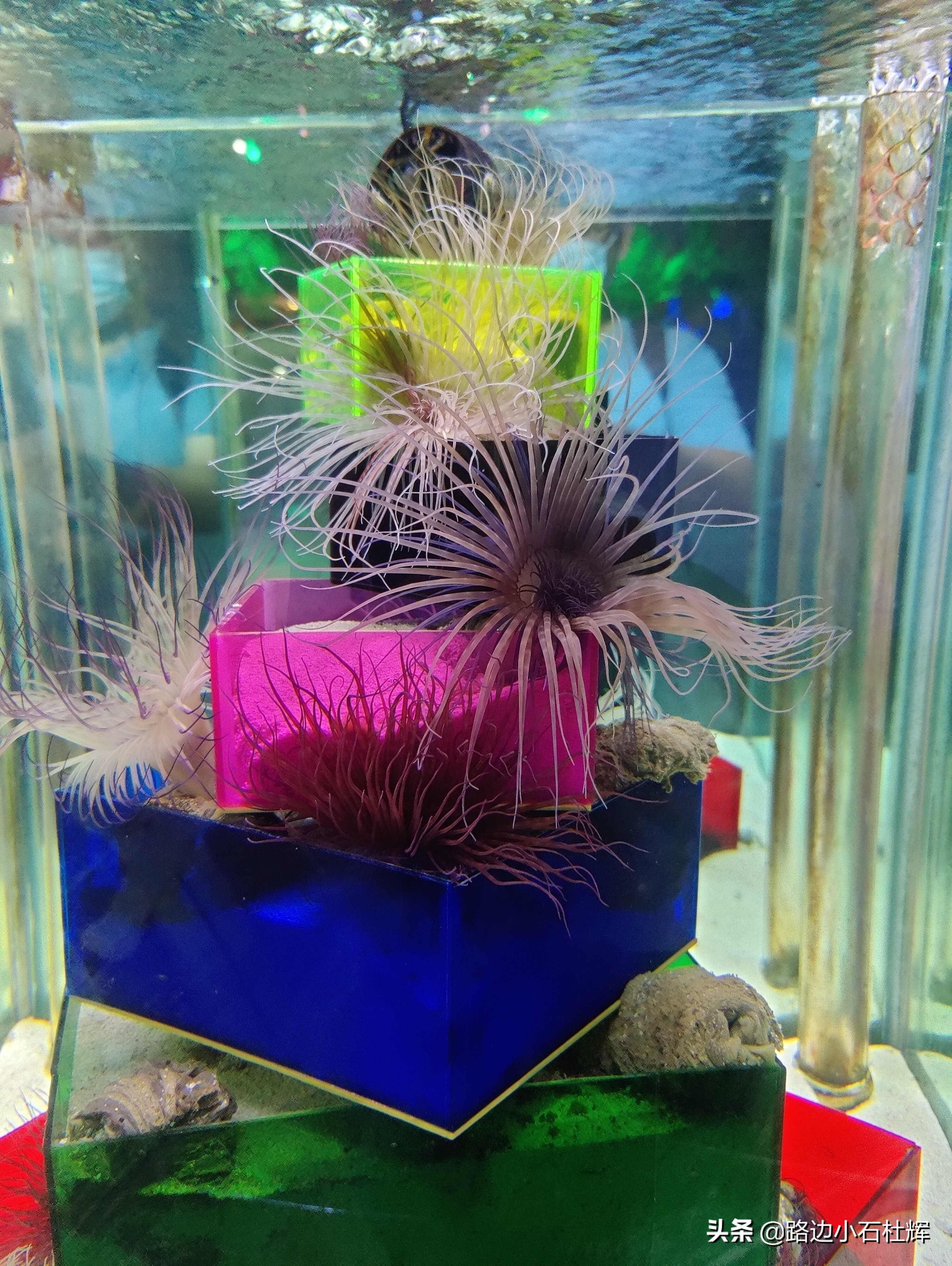 北京海洋馆旅游详细攻略,海洋馆北京海底世界游玩路线