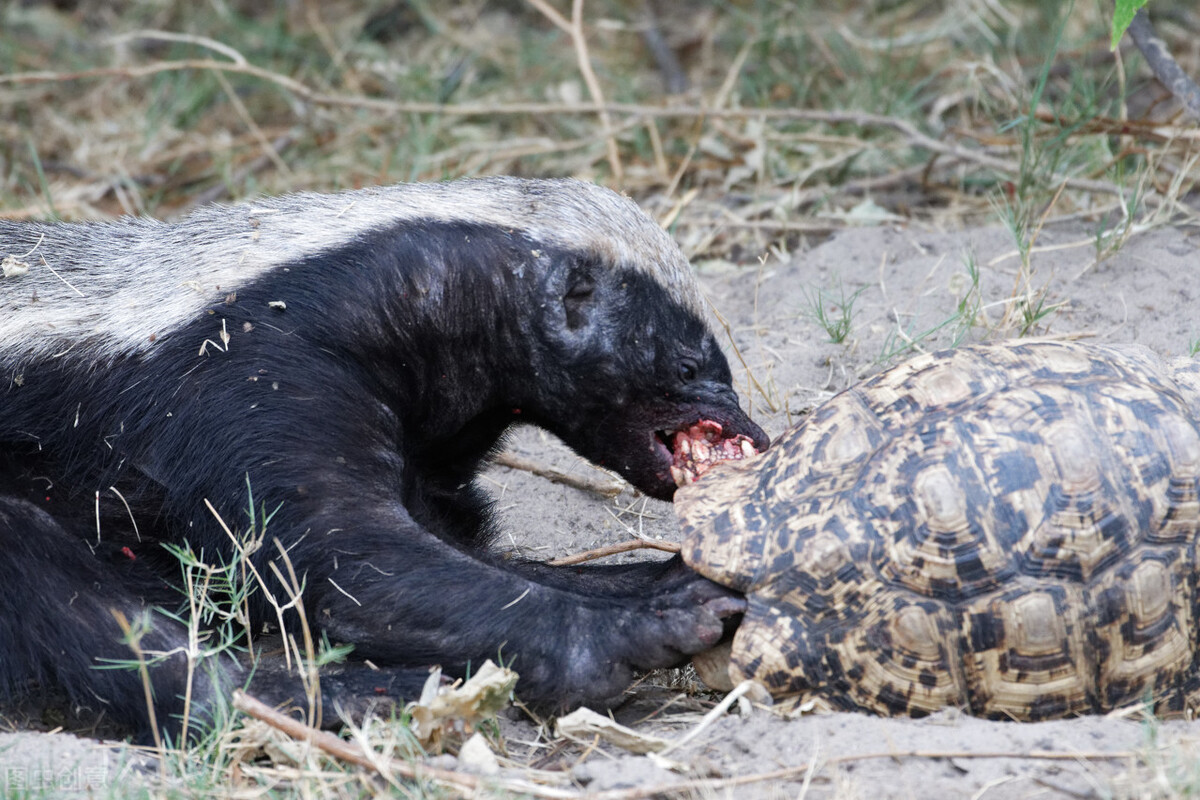 平头哥是世界上最凶猛的动物吗,史上最无所畏惧的动物平头哥