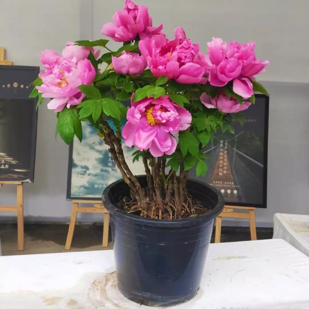 十二生肖对应的幸运花是什么花,十二生肖各该种什么花