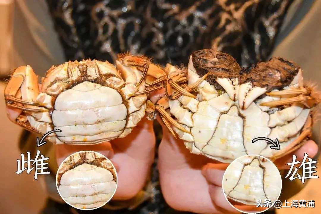 保存螃蟹应该放冷冻还是保鲜,怎么保存螃蟹才能存放更久呢