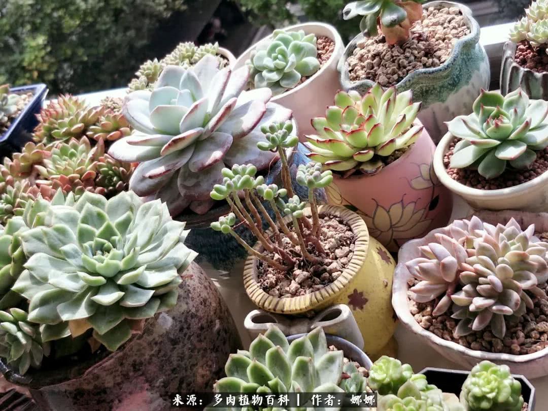 篱笆花开情常在，守你一生不变！