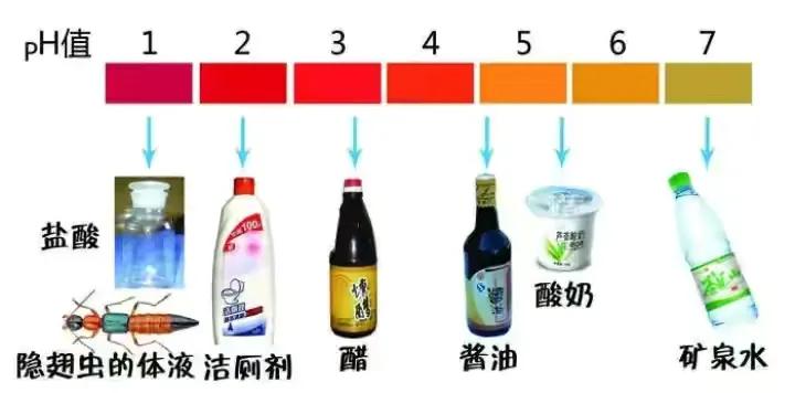 无毒隐翅虫有危害吗,毒虫隐翅虫毁容