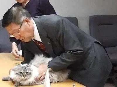 长毛猫的进化史,西伯利亚长毛猫缅因猫