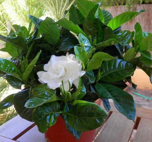 栀子花各种黄叶原因及图解,栀子花黄叶的几种处理方法