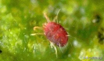 樱桃地下害虫防治方法,樱桃虫害