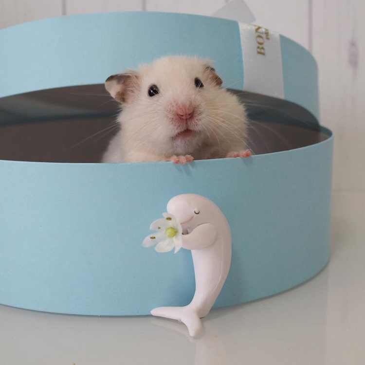 仓鼠试吃肥宅快乐水，因味道太好表示还要喝，但主人坚决不喂