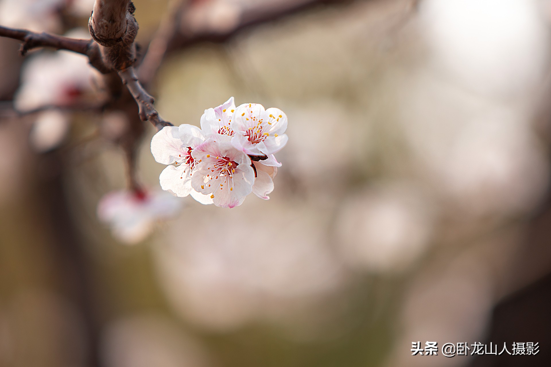 红花初绽雪花繁，重叠高低满小园。古诗配杏花