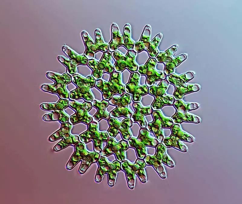 水桶长时间用几年有绿藻怎么办,桶装水青苔是绿藻还是蓝藻