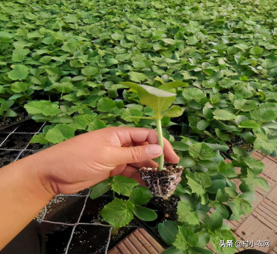 适合农村创业的最新致富项目,8个农村创业致富项目是什么