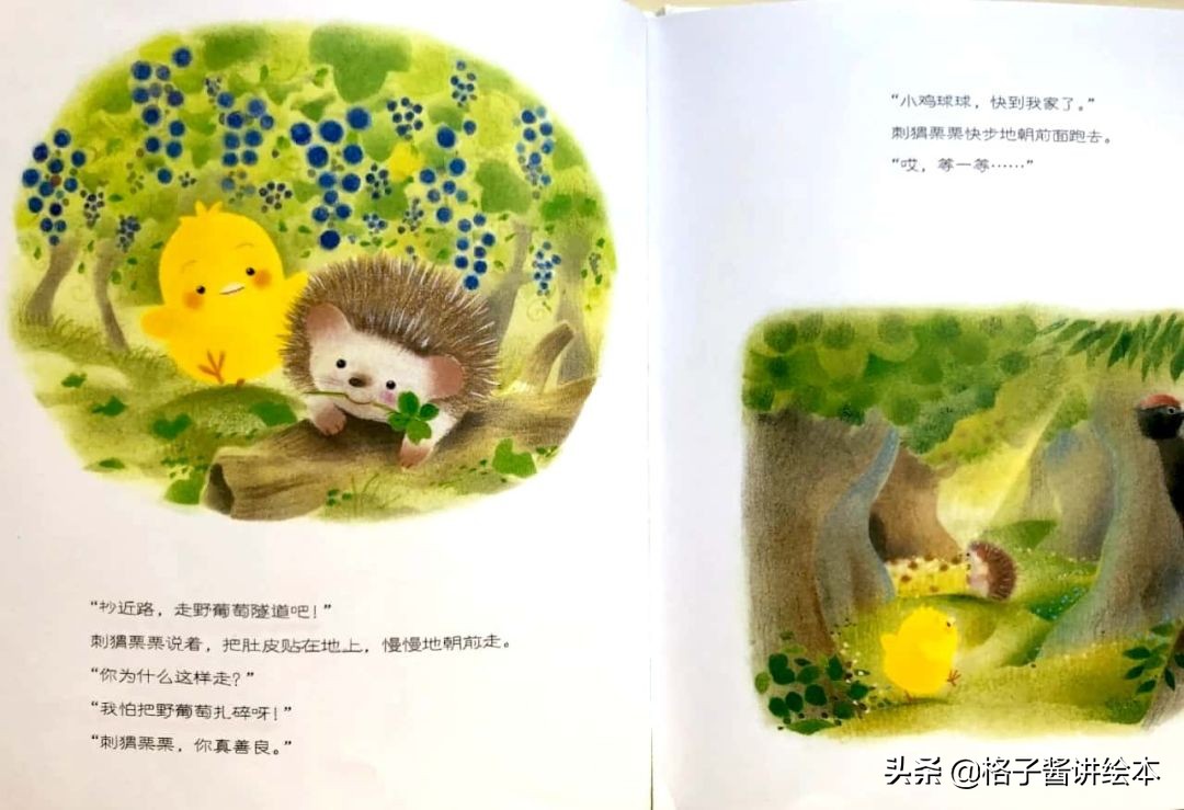 绘本推荐小鸡球球,小鸡球球和小刺猬绘本讲解