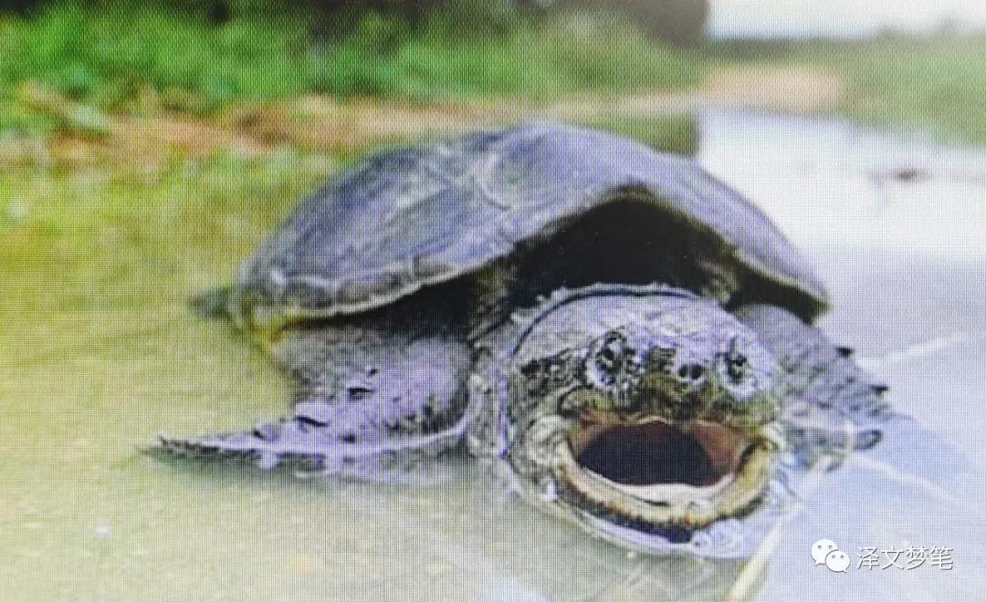 滋补珍品野生甲鱼,宝应哪里有野生甲鱼