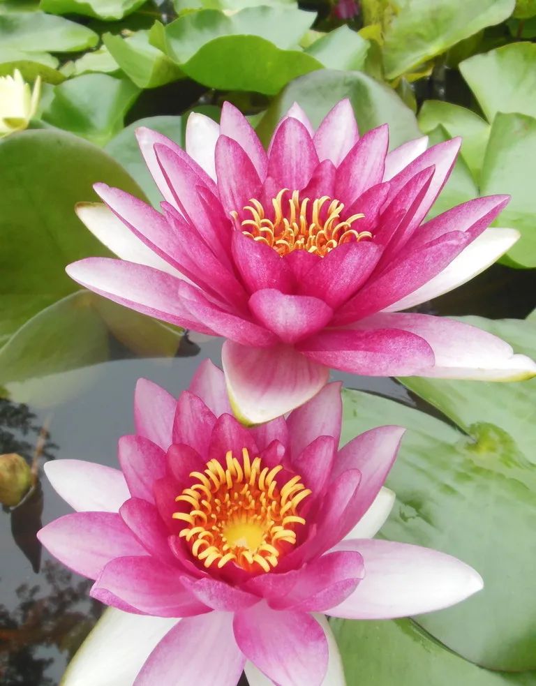 睡莲的生长过程资料,睡莲的生长变化过程