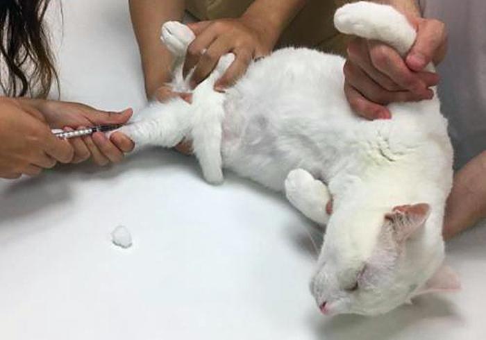 猫咪为什么会传染严重的猫疾病,猫咪传染猫咪的病有哪些症状