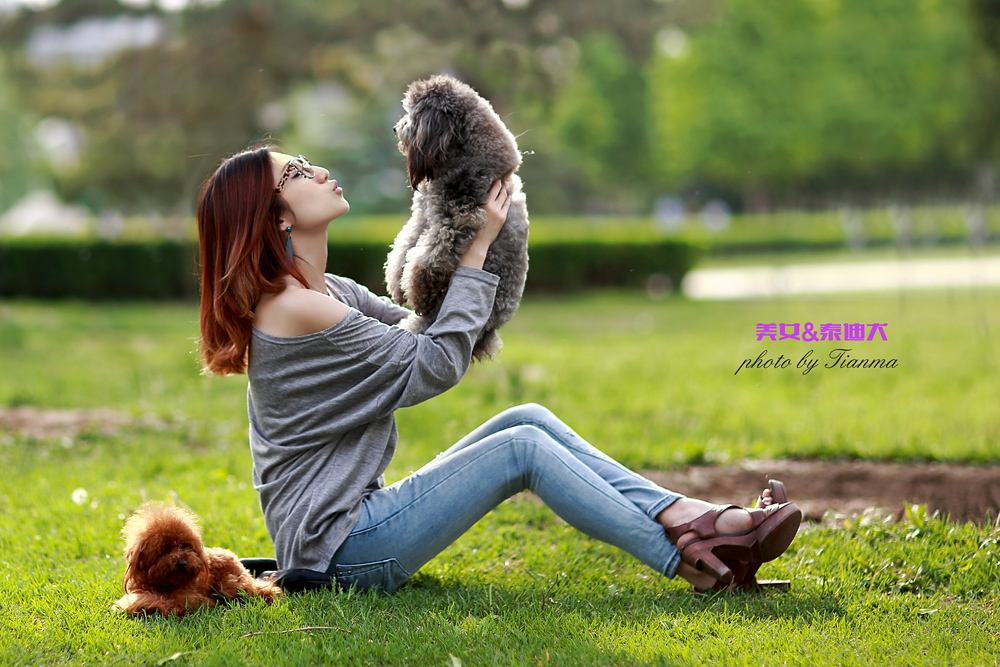 饲养泰迪犬对人好不好,饲养泰迪犬的9大致命错误