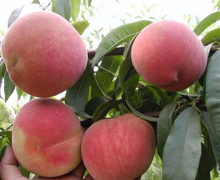 当年栽植的桃树可否进行摘心？