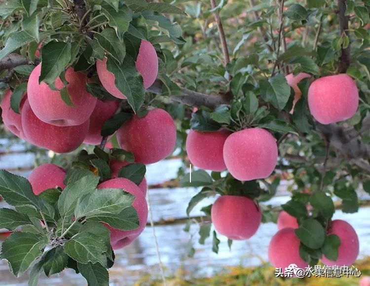 国内最好的苹果品种排行榜前十名,响富苹果和元富红苹果哪个品种好