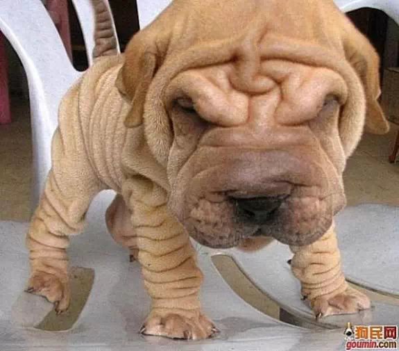 鐙楃嫍澶у叏鍙埍,鍙埍鐨勫皬鐙楃嫍閫佺粰鐖辩嫍浜哄＋