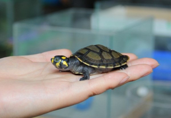 与热带鱼混养的深水龟,小型热带鱼混养龟推荐