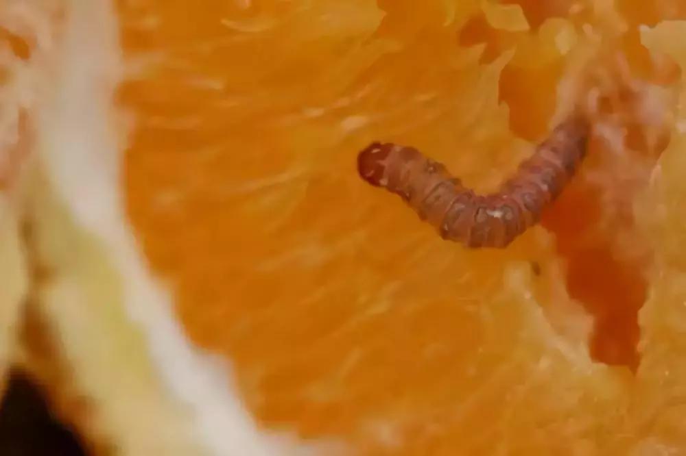 柑橘害虫及危害部位图,柑橘常见害虫高清图谱