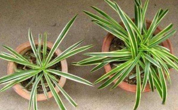 炎热夏季金边吊兰怎么养,金边吊兰盆栽怎样养护和注意事项