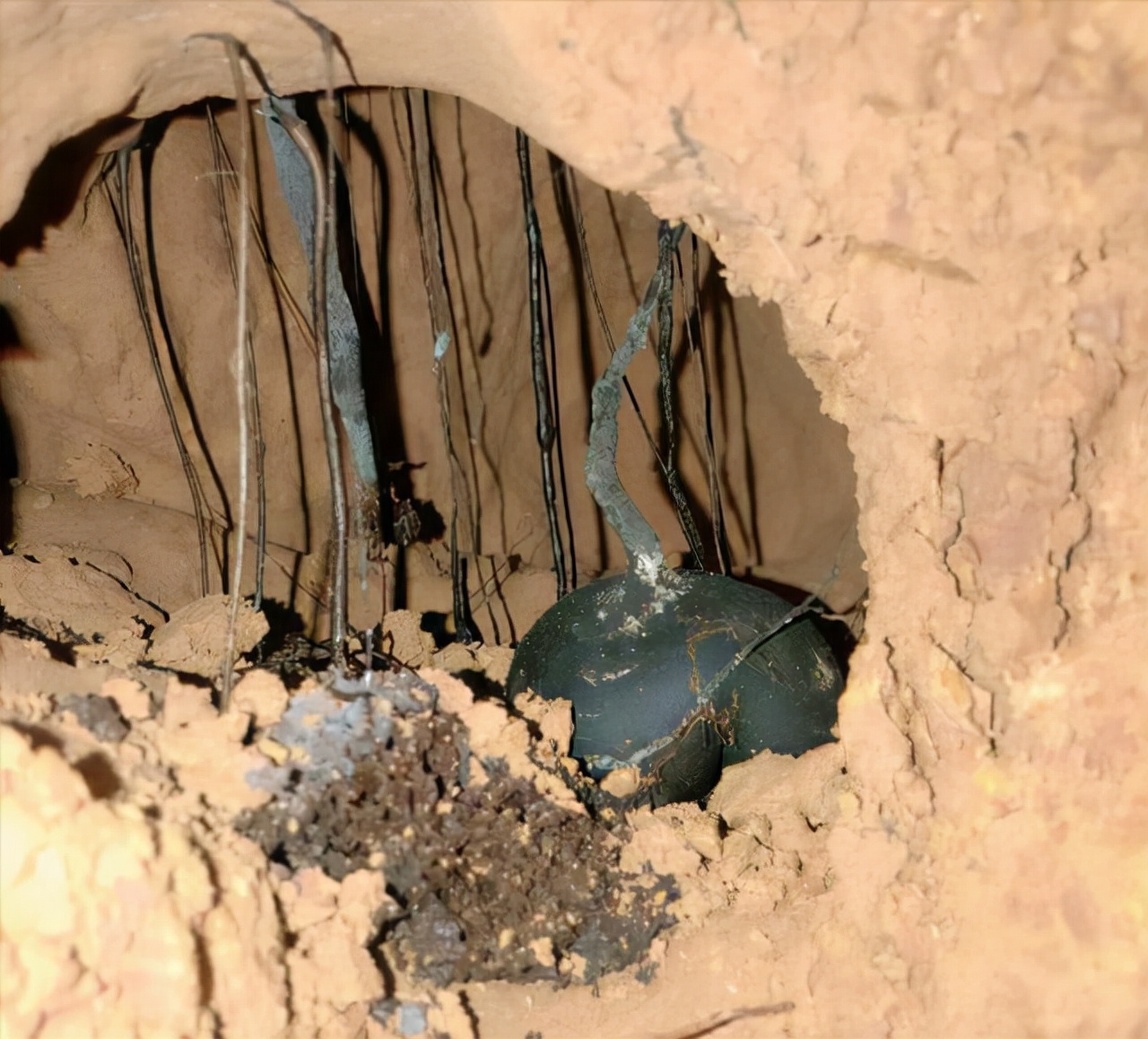 白蚁生物介绍,白蚁是有多厉害的动物