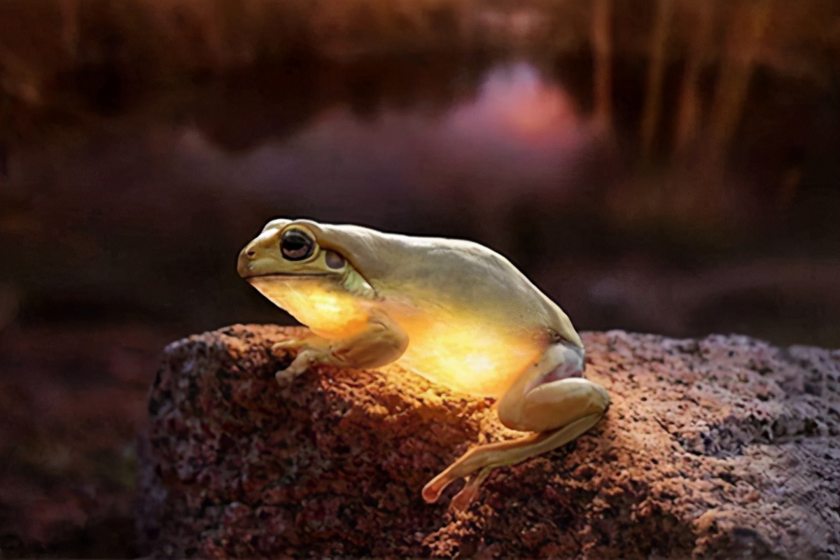 辛弃疾半夜写西江月,辛弃疾西江月写于哪一年