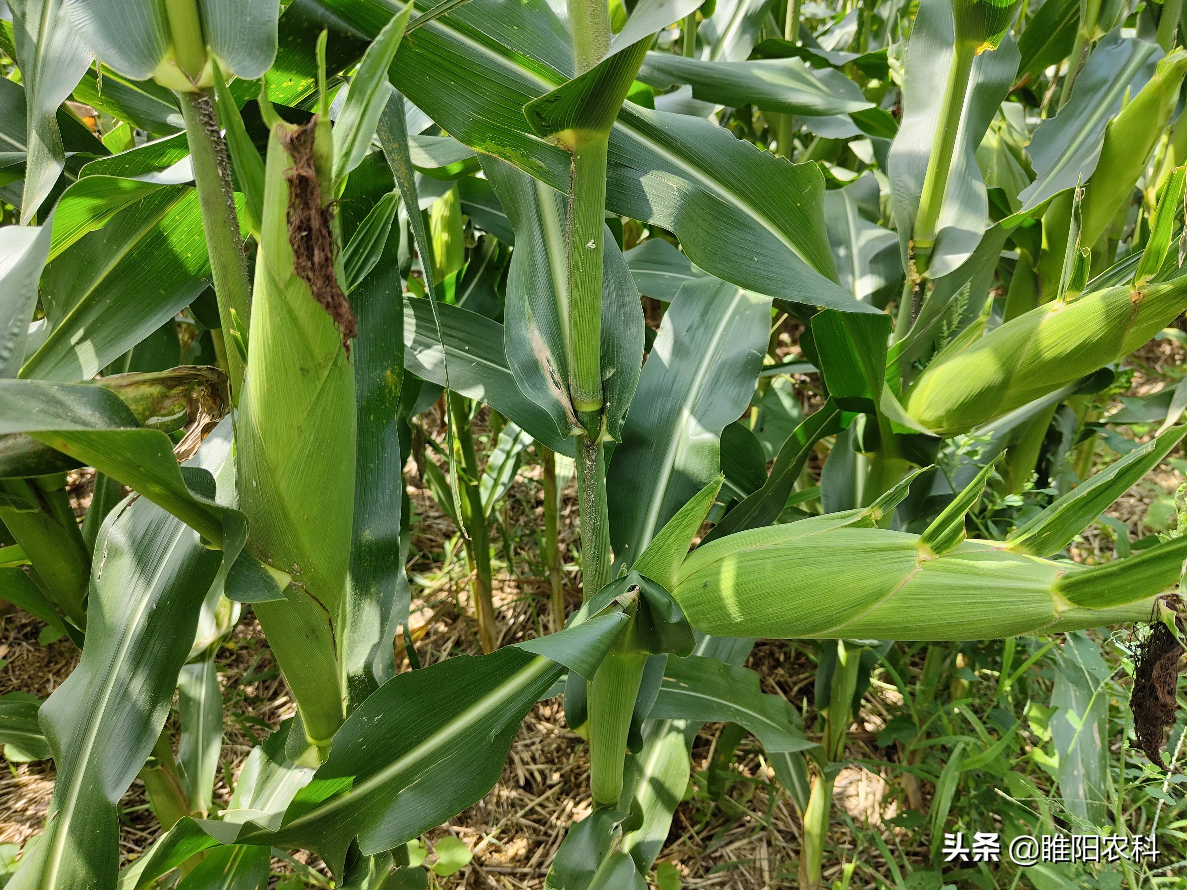 什么玉米品种抗倒而且高产,玉米高产抗病抗倒十大品种