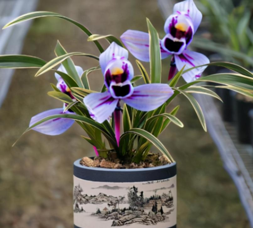 兰花品种香味,兰花界的新奇品种