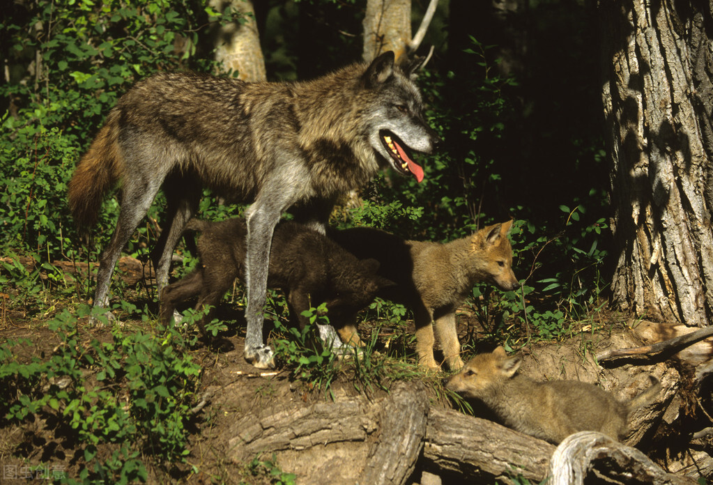 花狼因为是狼，即便它承担再多的狗的责任，村民还是把它当狼