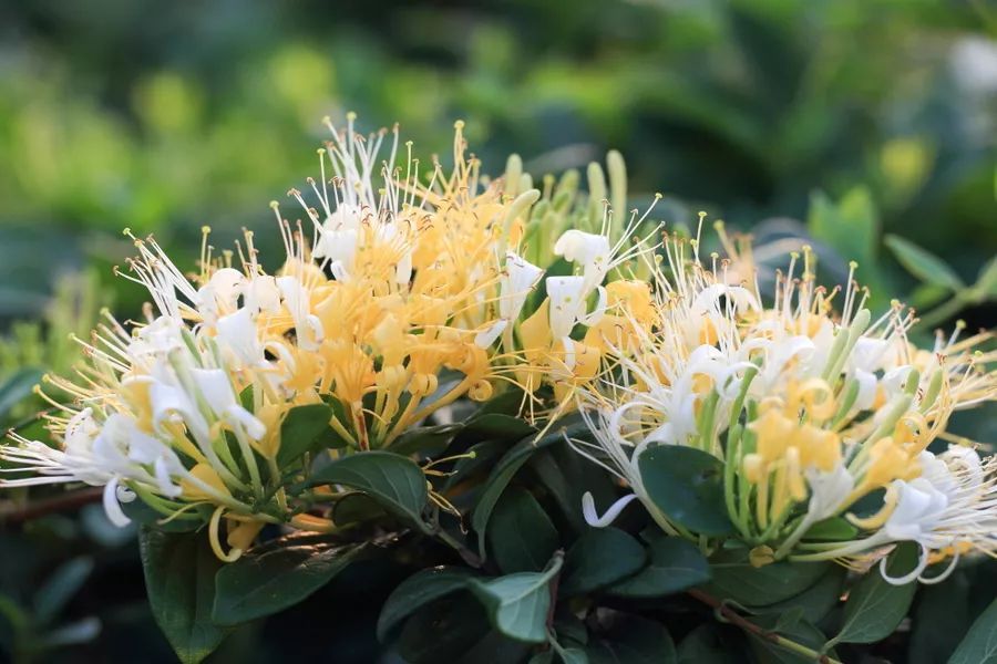 100种常见观叶植物图鉴史上最全,农村常见的100种植物