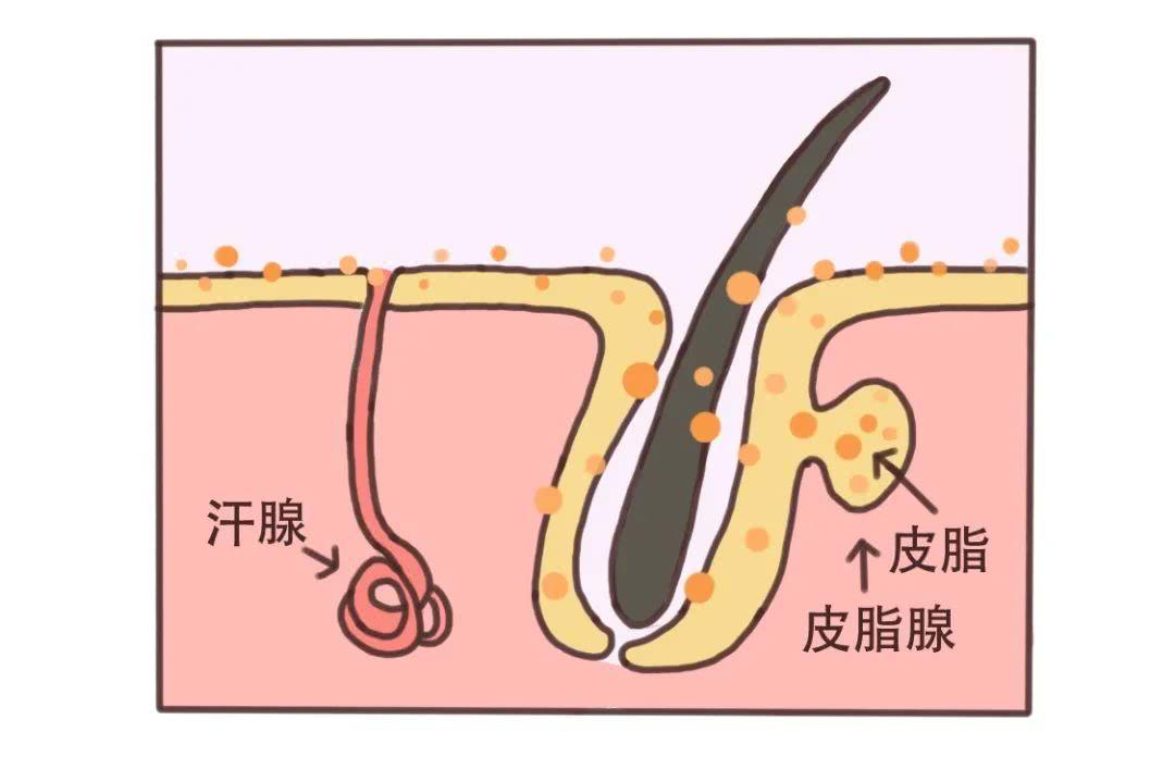 脸起皮干燥紧绷刺痛发红多洗脸,洗脸后皮肤紧绷起皮怎么解决