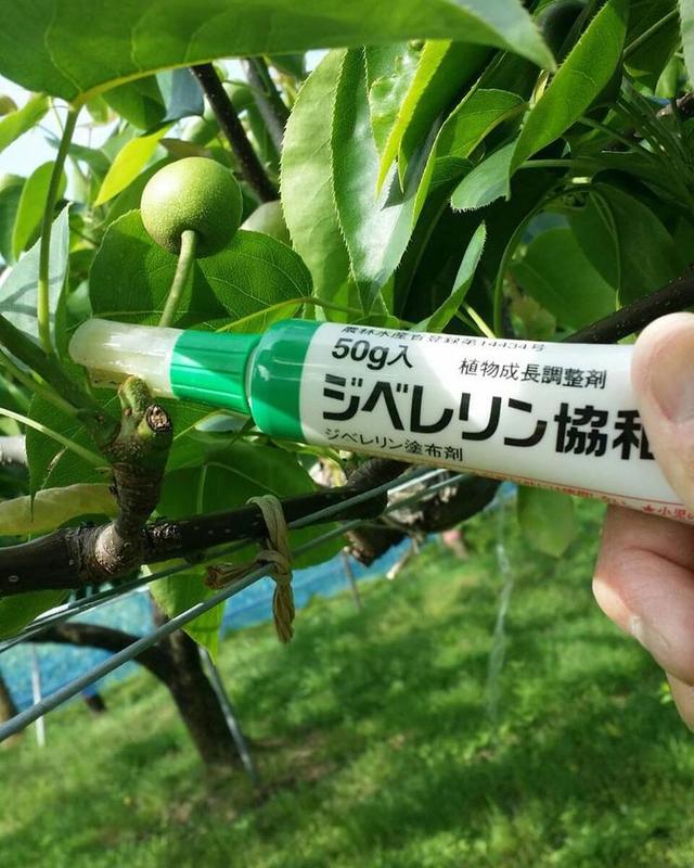 葡萄生长调节剂的应用,植物生长调节剂在苹果树上应用