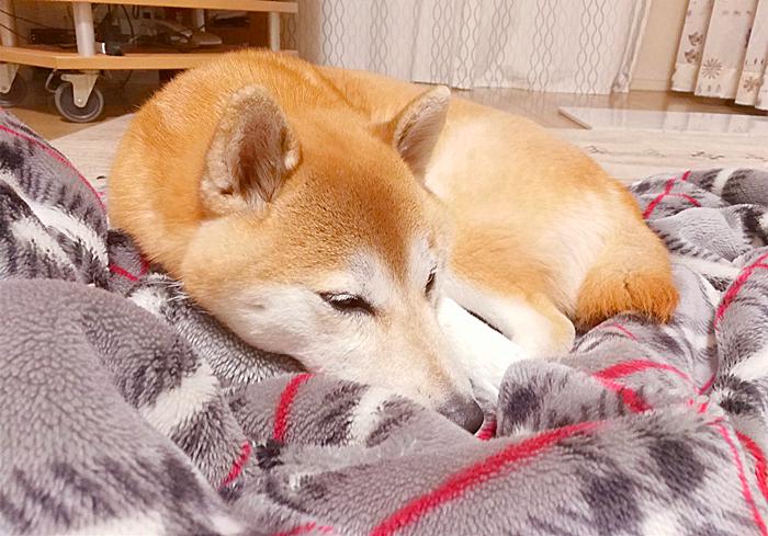 柴犬费尽心思，成功躲进被窝一眠，没成想睡醒被“五行山”封印