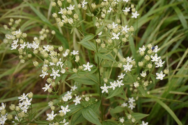 钢铁直男太恼人？珍爱网教你读懂直男这本书