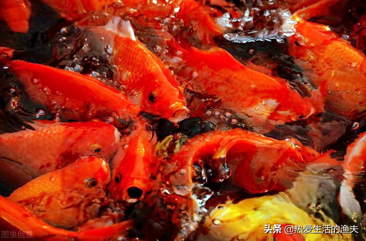 养鱼一换水鱼就死,高密度养鱼不换水