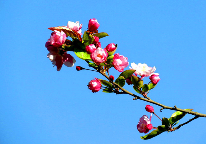 正官坐下食神如何取象,食神取象是什么意思