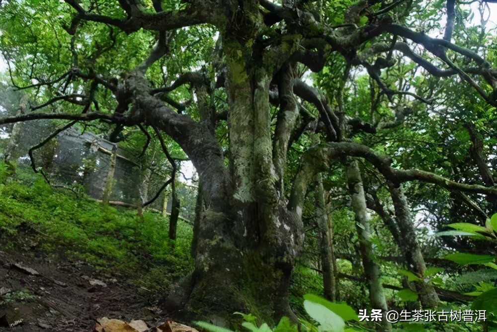 古树普洱茶与普通普洱茶区别大吗,古树白茶和古树普洱茶的区别