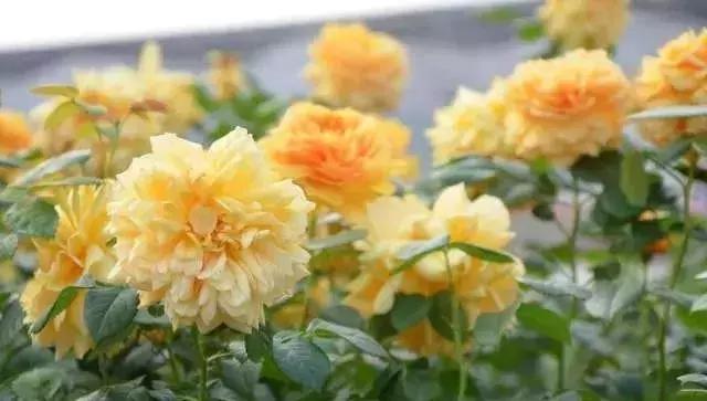 100种玫瑰品种图鉴大全,100种玫瑰品种图解