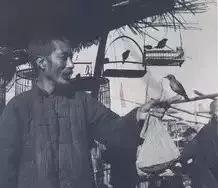 即将消失的花鸟鱼虫市场,天津消失的鱼虫市场