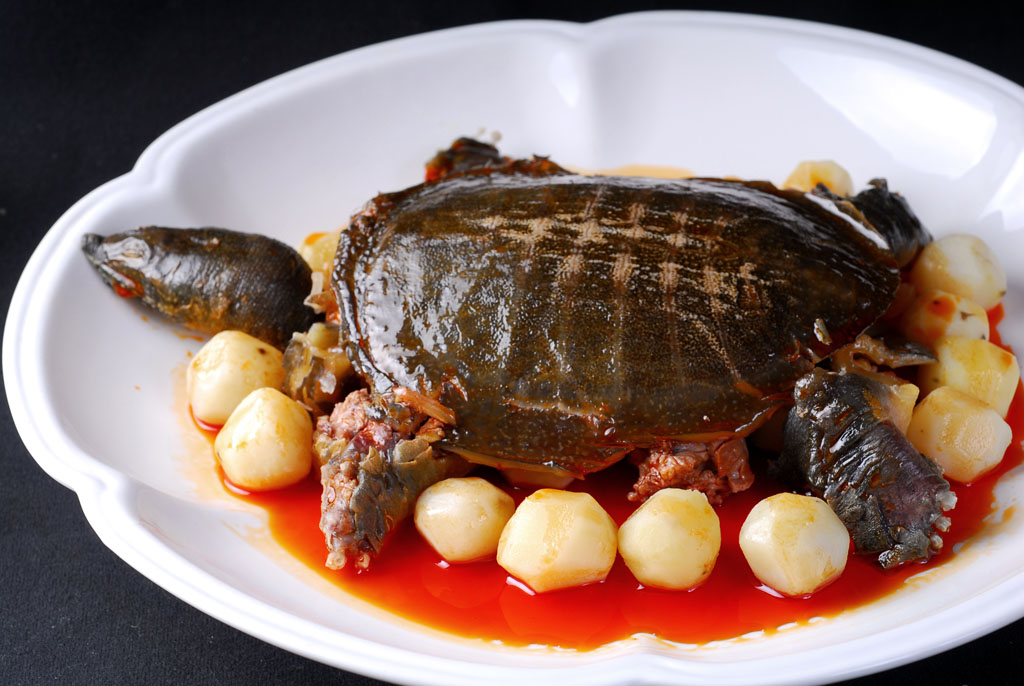 姚志刚养甲鱼,养甲鱼发家年赚一千万