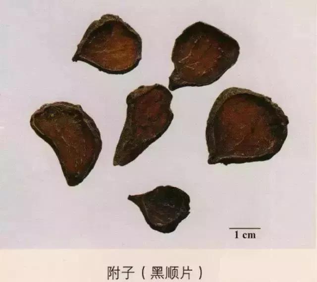 中药材图片大全大图带药名,200多味中药材图谱带图