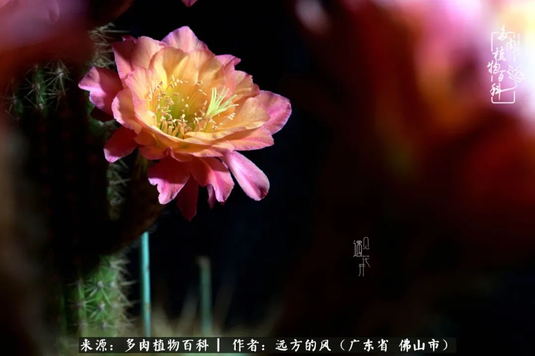 那些花儿在每个角落静静为你开着,那些花儿在每个角落静静地绽放