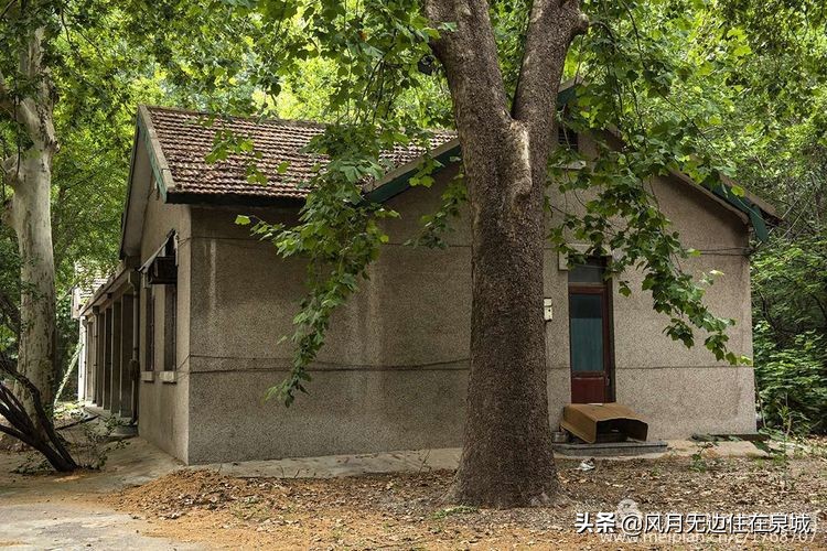 济南的法国梧桐,济南梧桐树美景